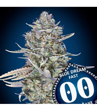 Blue Dream Fast | 18% THC | 00 Seeds