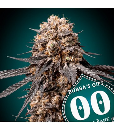 Bubba´s Gift | 22% THC | 00 Seeds