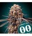 Bubba´s Gift | 22% THC | 00 Seeds