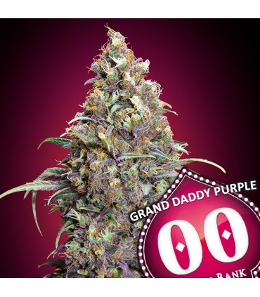 Grand Daddy Purple | 23% THC | 00 Seeds