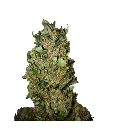 Cannatonic - CBD + Buds - Kayamurcia.es