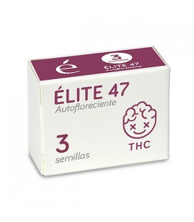 Auto Elite 47 | 19% THC | Elite Seeds