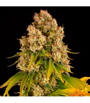 Auto Cheese - Barney's Farm.