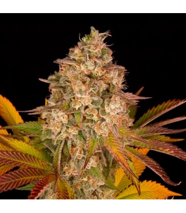 Auto Cookies Kush - Barney's Farm.