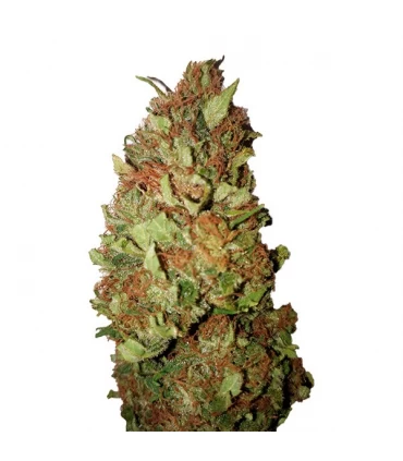 Sour Tsunami - CBD + Buds - Kayamurcia.es