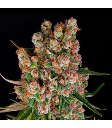 Auto GMO - Barney's Farm.