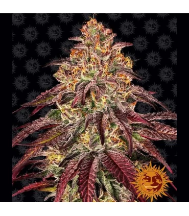 Auto Mimosa x Orange Punch - Barney's Farm.