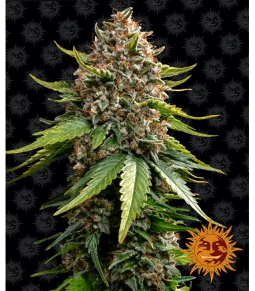 Auto White Widow XXL - Barney's Farm.