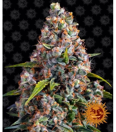 Auto Strawberry Cheesecake - Barney's Farm.