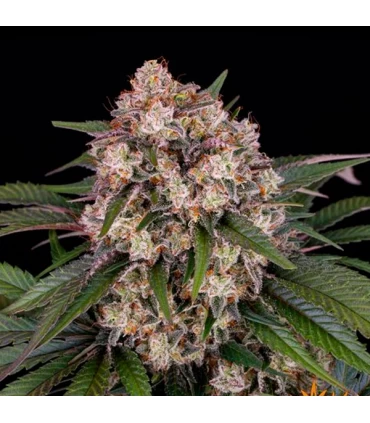 Auto OG Kush - Barney's Farm.