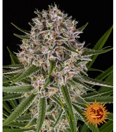 Auto Lemon Haze - Barney's Farm.