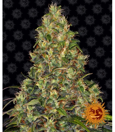 Auto Amnesia Haze - Barney's Farm.