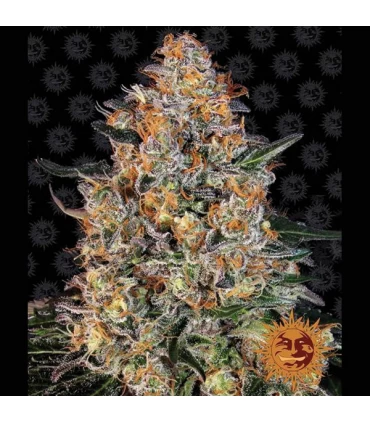 Bubba Kush - Barney's Farm.