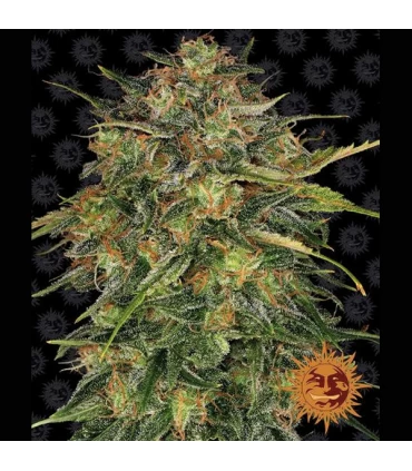 Cheese - Barney's Farm.