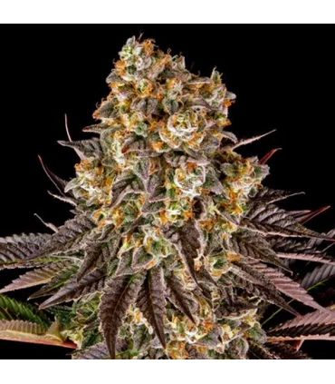 Gelato #45 - Barney's Farm.