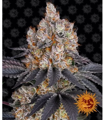 Gelato - Barney's Farm.