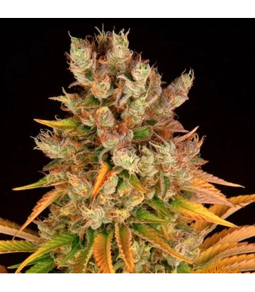 GMO - Barney's Farm.