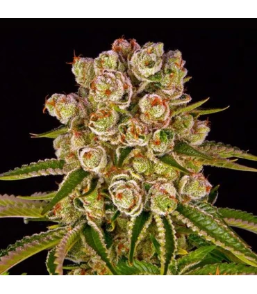 Kush Mintz - Barney's Farm.