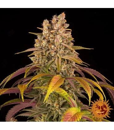 Lemon Tree - Barney's Farm.