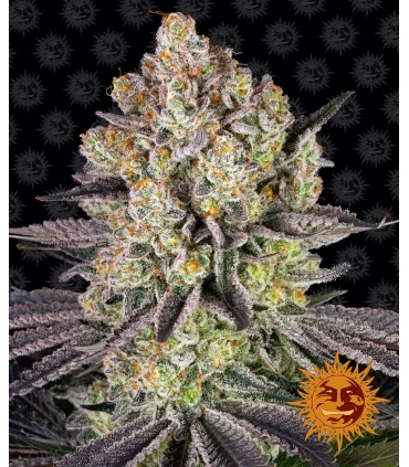 Runtz - Barney's Farm.