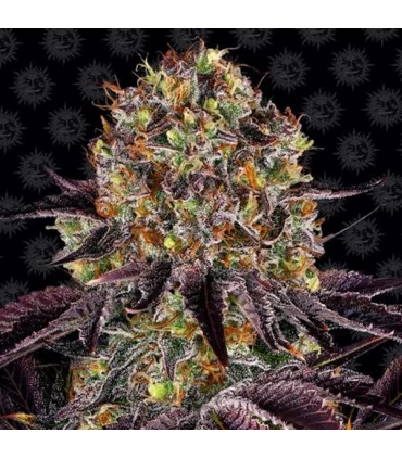 Runtz x Layer Cake - Barney's Farm.