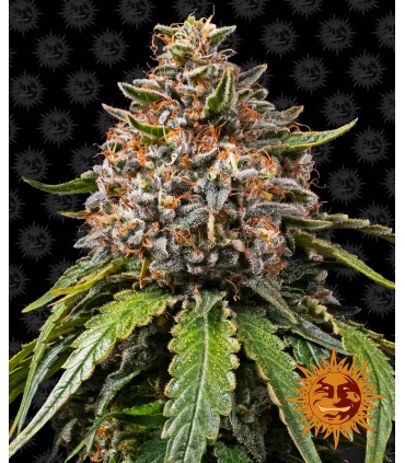 White Widow XXL - Barney's Farm.