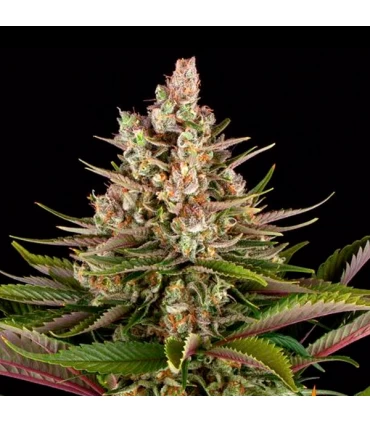 Sour Strawberry - Barney's Farm.