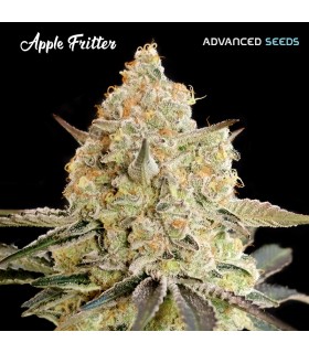 Apple Fritter | 24% THC | Advanced Seeds