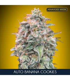 Auto Banana Cookies | 24% THC | Advanced Seeds