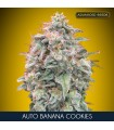 Auto Banana Cookies | 24% THC | Advanced Seeds