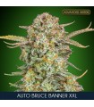 Auto Bruce Banner | 25% THC | Advanced Seeds