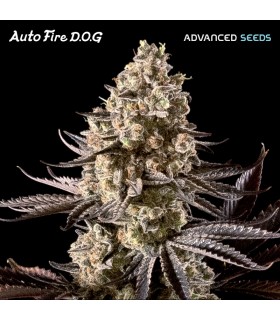 Auto Fire DOG | 25% THC | Advanced Seeds