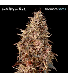 Auto Mimosa Punch | Advanced Seeds