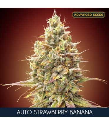 Auto Strawberry Banana | 27% THC | Advanced Seeds.
