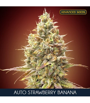 Auto Strawberry Banana | 27% THC | Advanced Seeds.