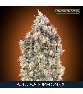 Auto Watermelon Og | 20% THC | Advanced Seeds