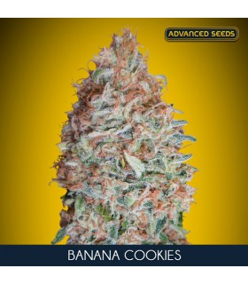 Banana Cookies - Advanced Seeds.