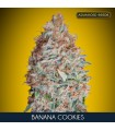 Banana Cookies - Advanced Seeds.