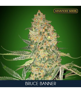 Bruce Banner - Advanced Seeds.