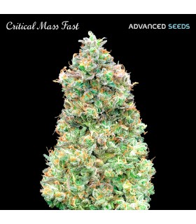 Critical Mass Fast | 22% THC | Advanced Seeds