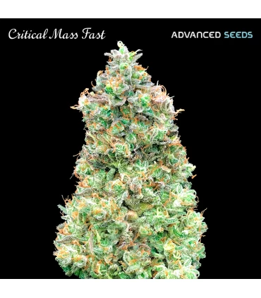 Critical Mass Fast | 22% THC | Advanced Seeds