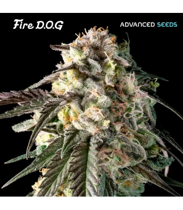 Fire DOG | 25% THC | Advanced Seeds