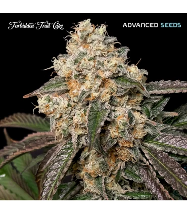 Forbidden Fruit Cake | 26% THC | Advanced Seeds