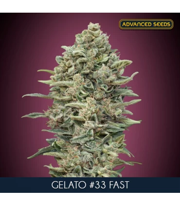 Gelato #33 Fast - Advanced Seeds.