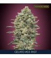 Gelato #33 Fast - Advanced Seeds.
