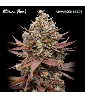 Mimosa Punch | 25% THC | Advanced Seeds