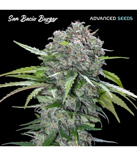 San Bacio Burger | 27% THC | Advanced Seeds