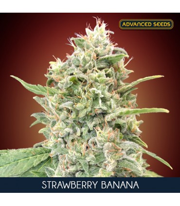 Strawberry Banana | THC 22% | Advanced Seeds