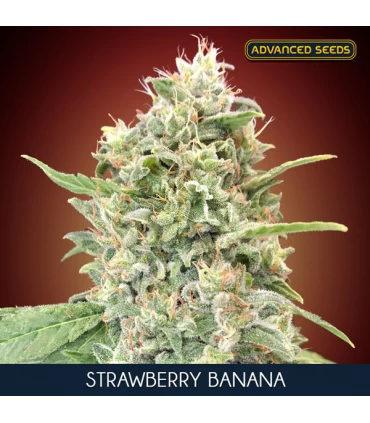 Strawberry Banana | THC 22% | Advanced Seeds