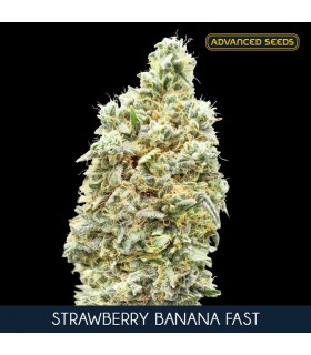 Strawberry Banana Fast | 22% THC | Advanced Seeds.